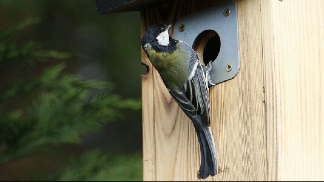 Nestgelegenheid verplicht bij nieuwbouw
